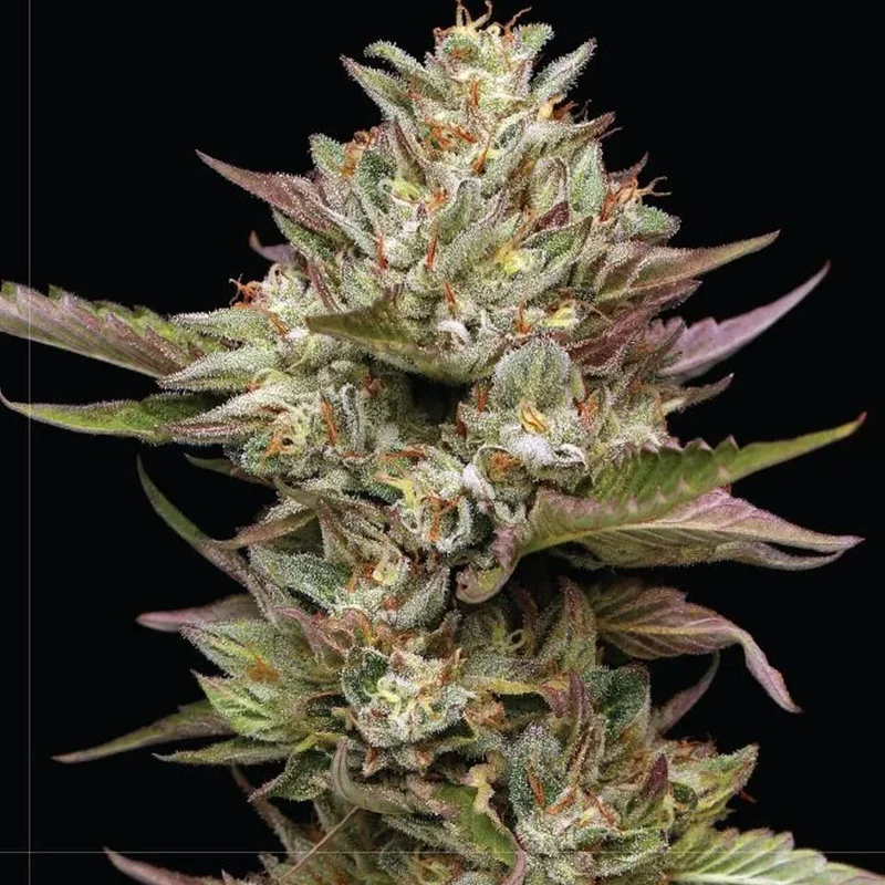 saltonverde2812531