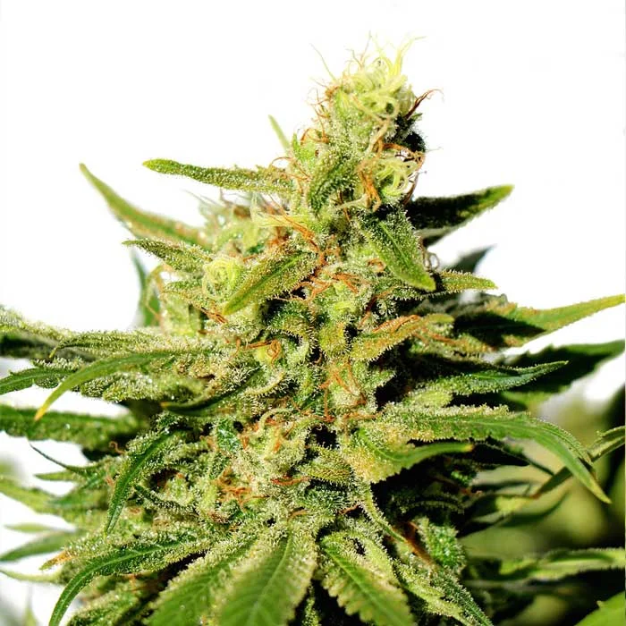 saltonverde2812840