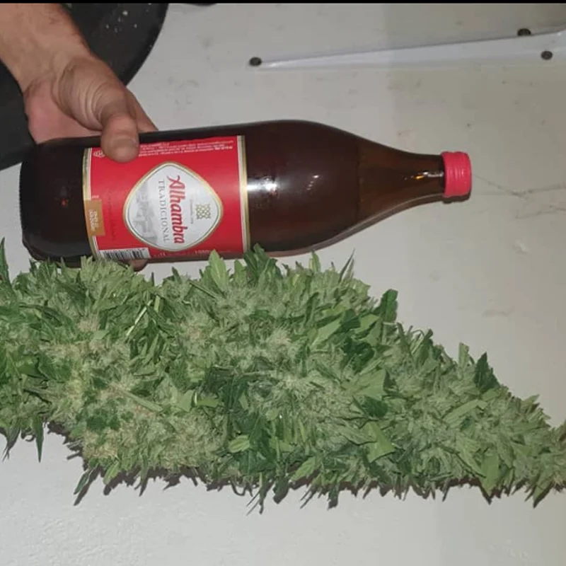 saltonverde2814088