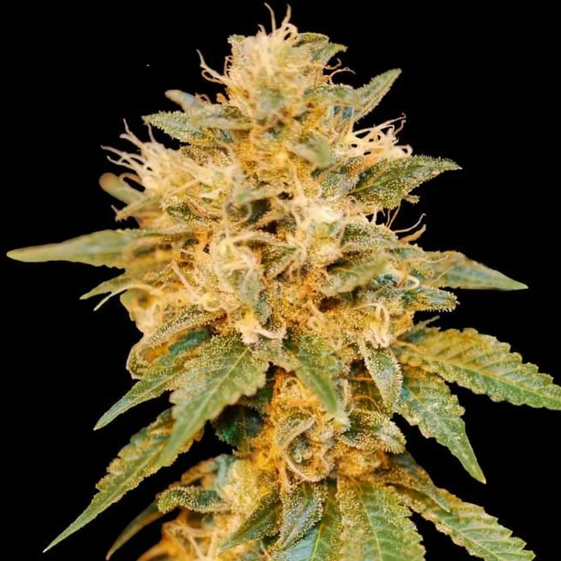 saltonverde2814296