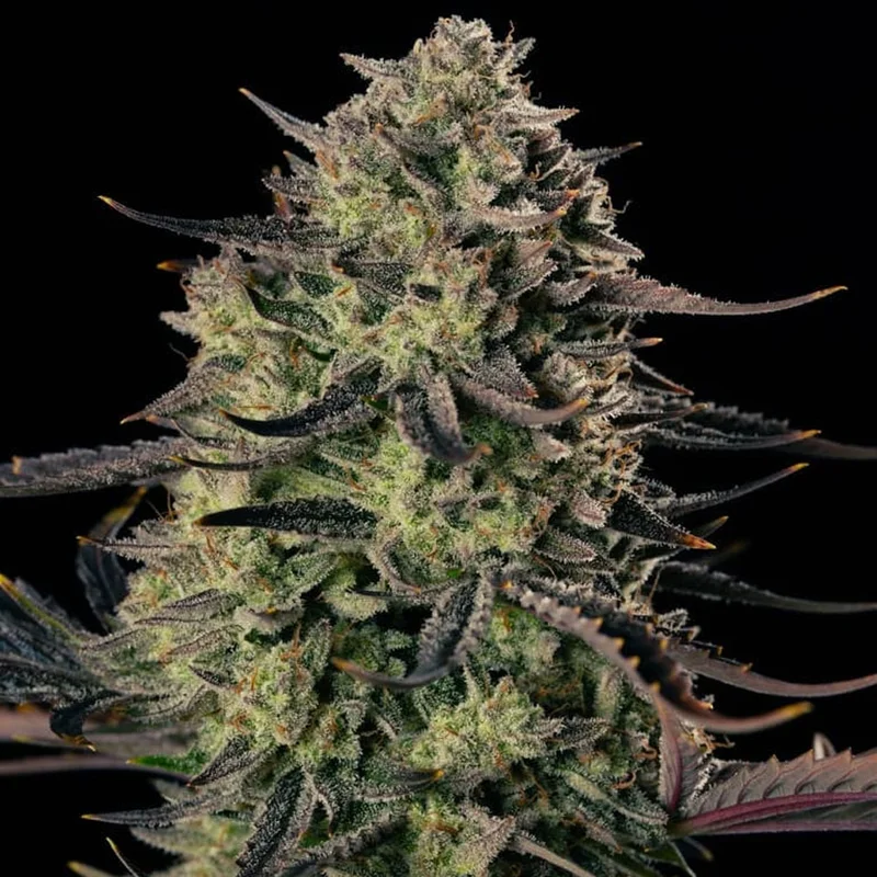 saltonverde2814370