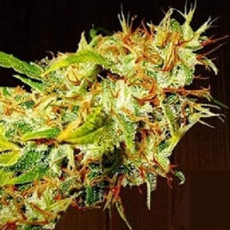 saltonverde2816773