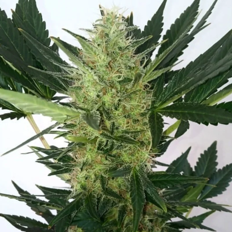 saltonverde2827401