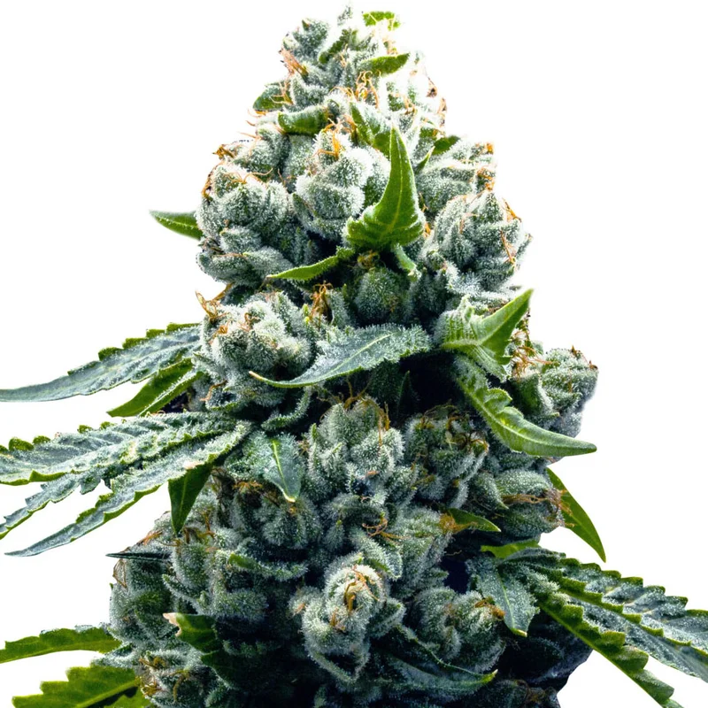 saltonverde2830733