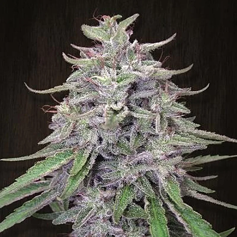 saltonverde2830879