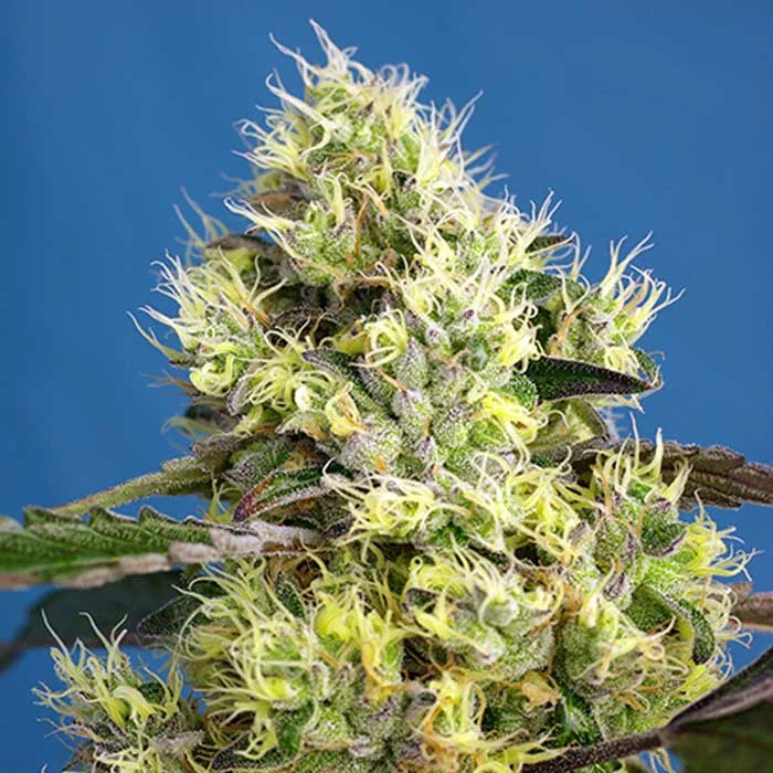 saltonverde2833056