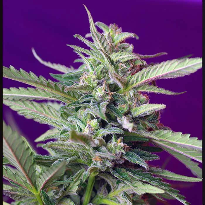 saltonverde2833945