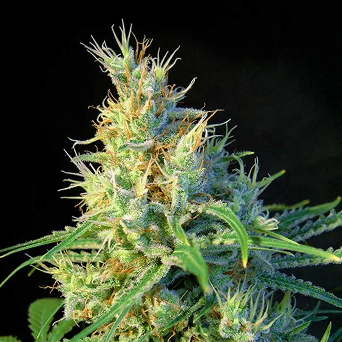 saltonverde2834021