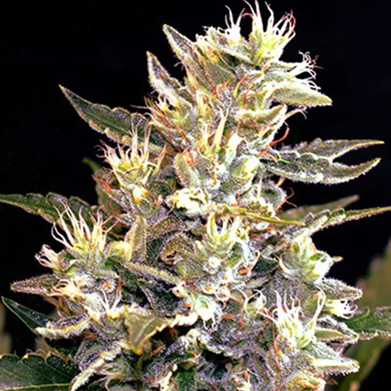 saltonverde2840490