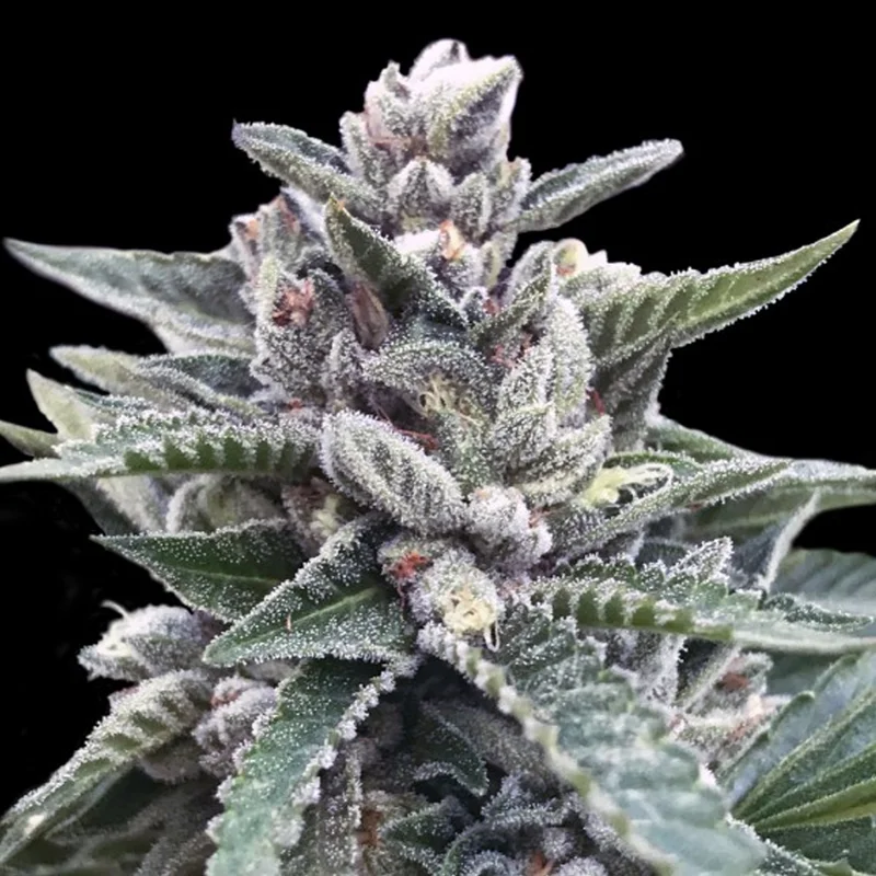 saltonverde2840691