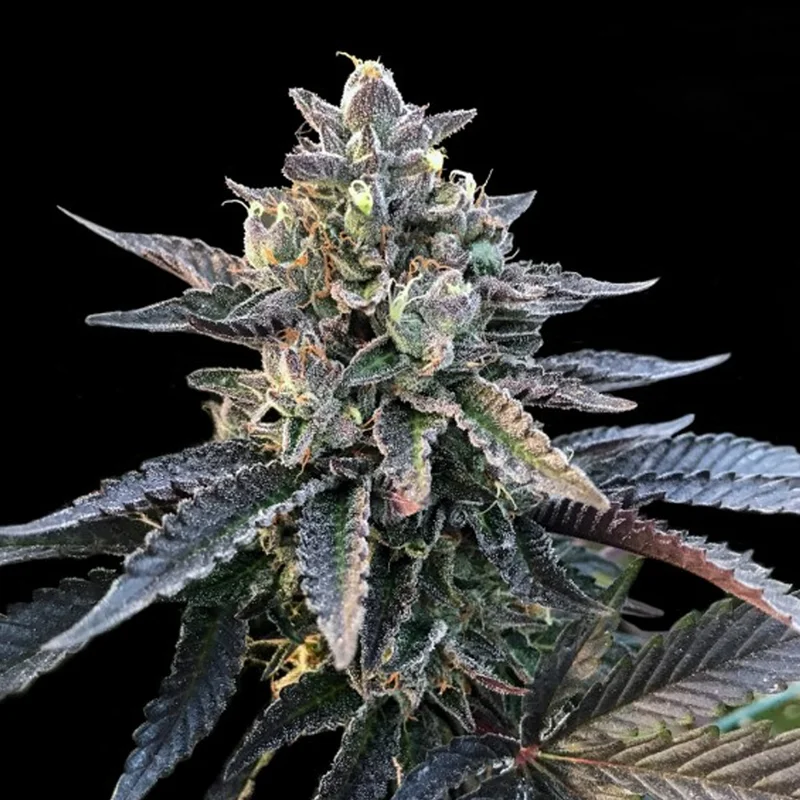saltonverde2840840