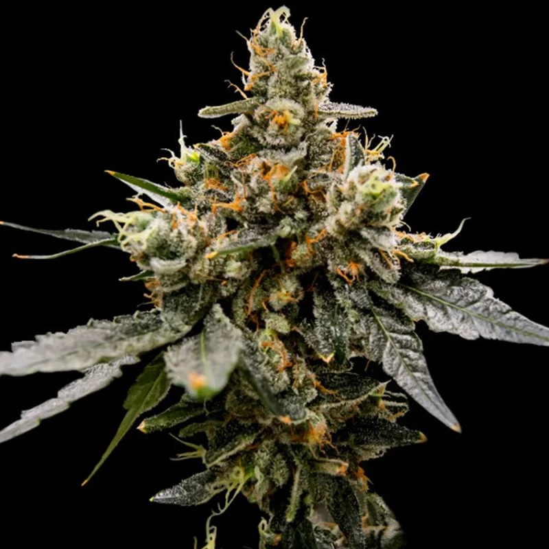 saltonverde2840868