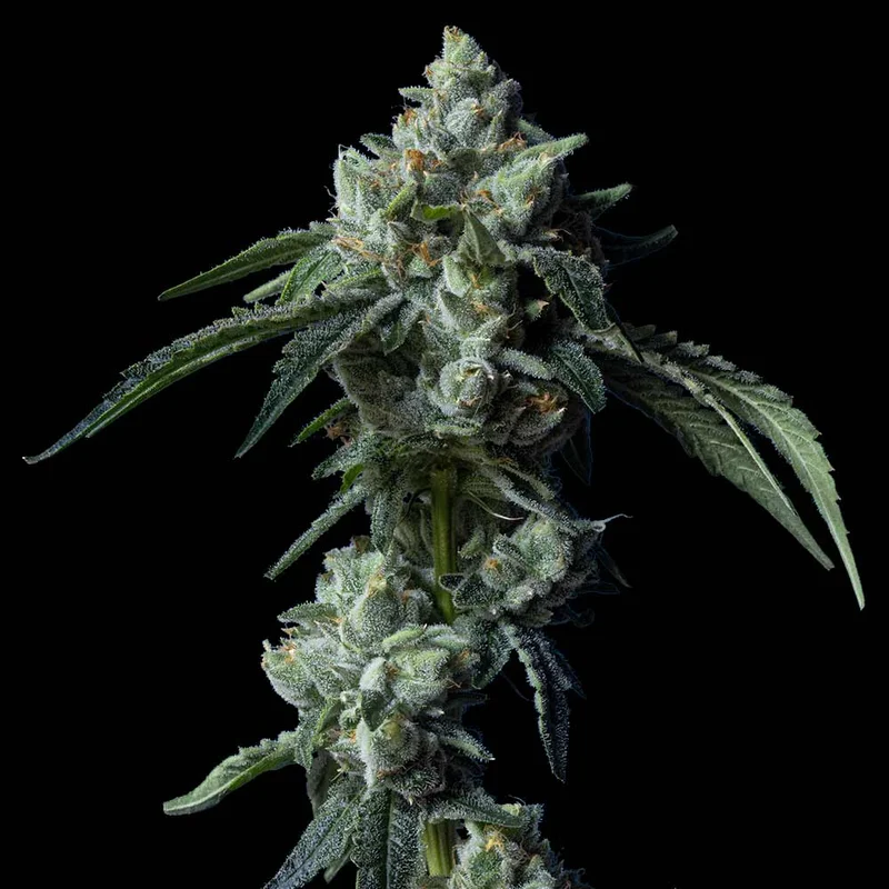 saltonverde2841114