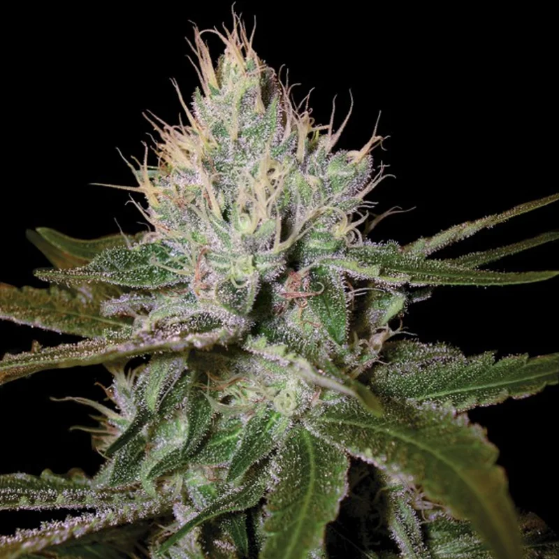 saltonverde2841156