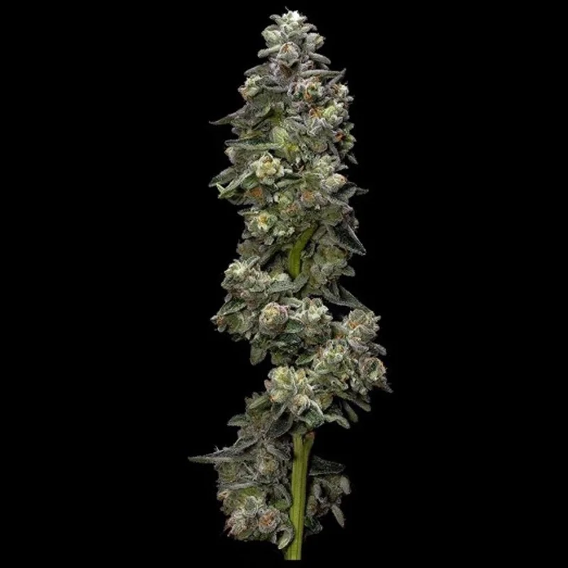 saltonverde2841208