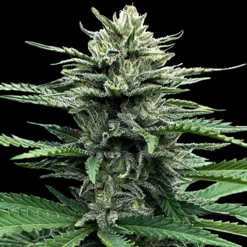 saltonverde2841246