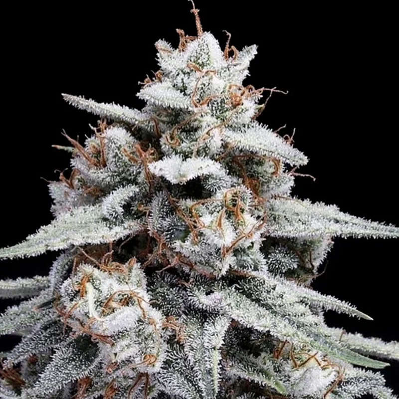 saltonverde2841268
