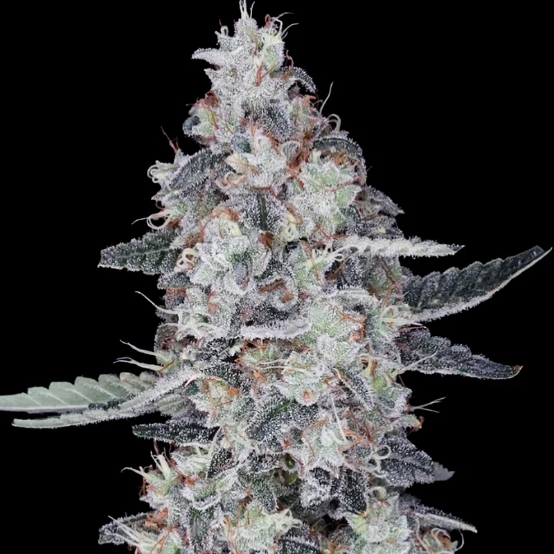 saltonverde2841351