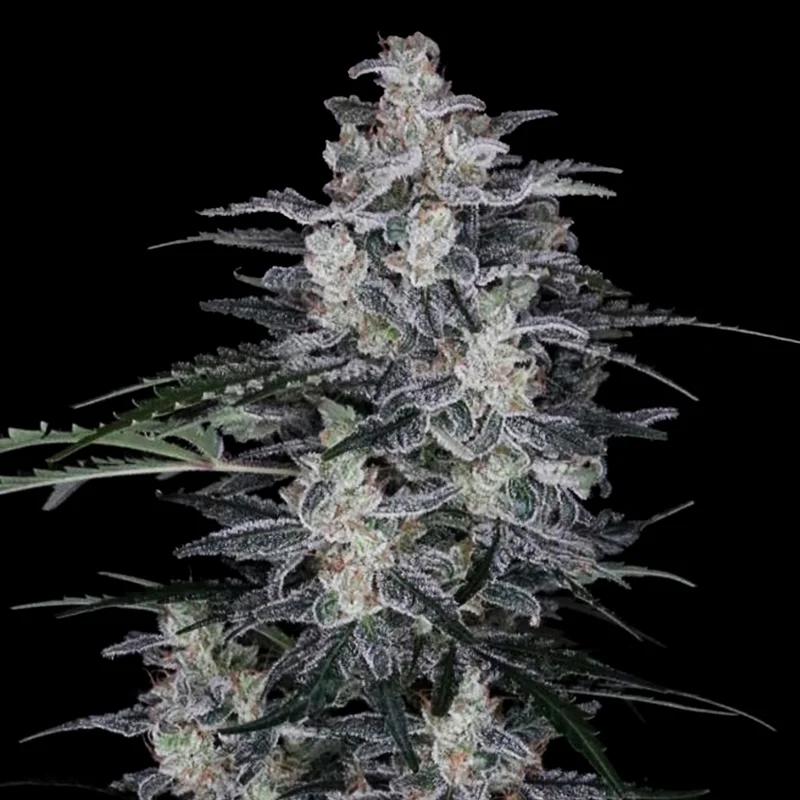 saltonverde2841375