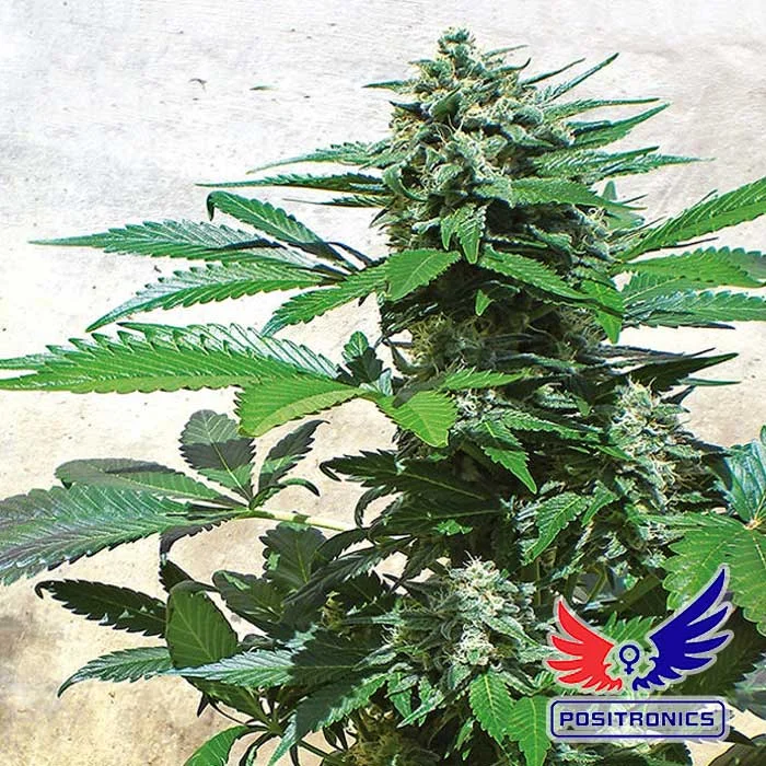 saltonverde2843615