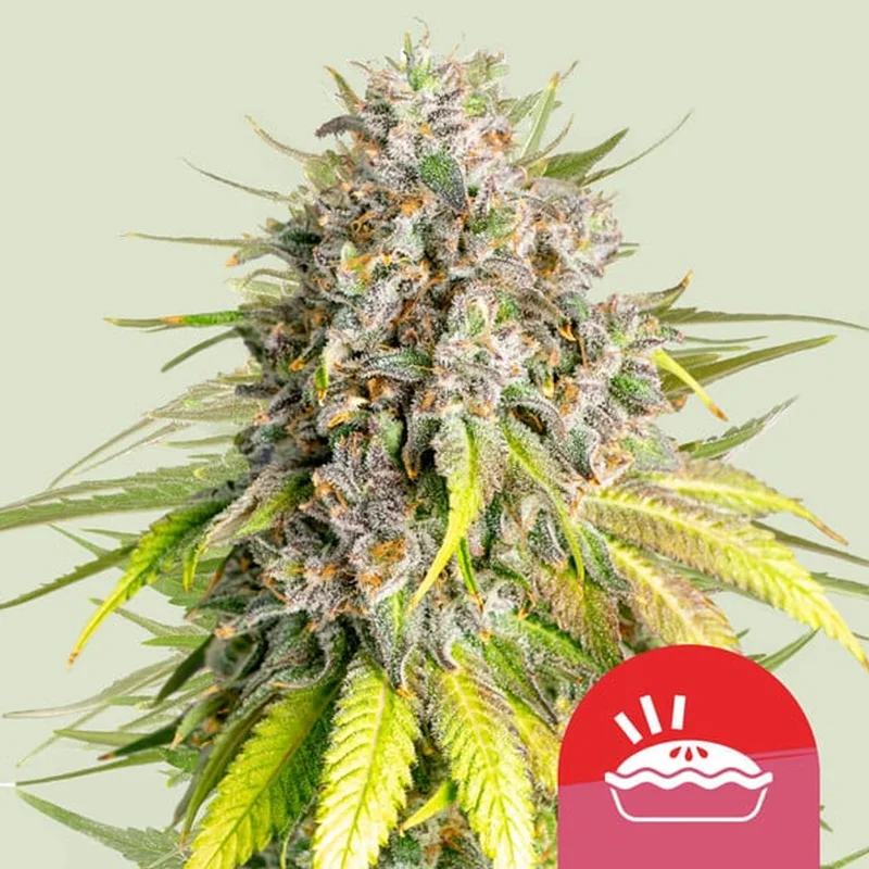 saltonverde2843672
