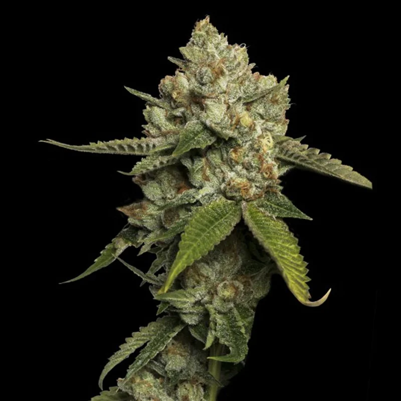 saltonverde2844742