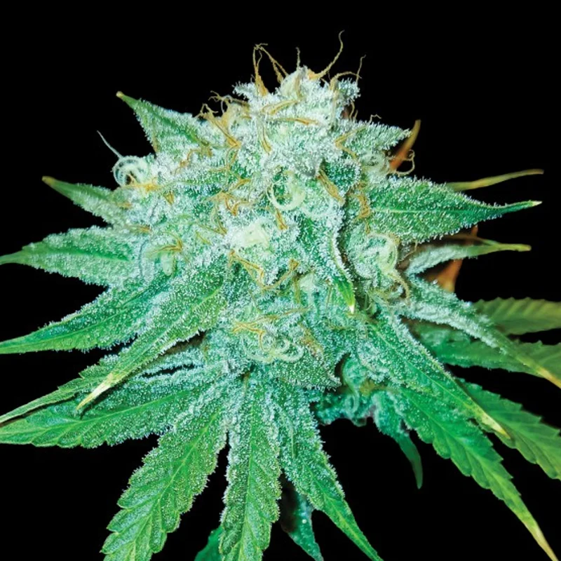 saltonverde2844805