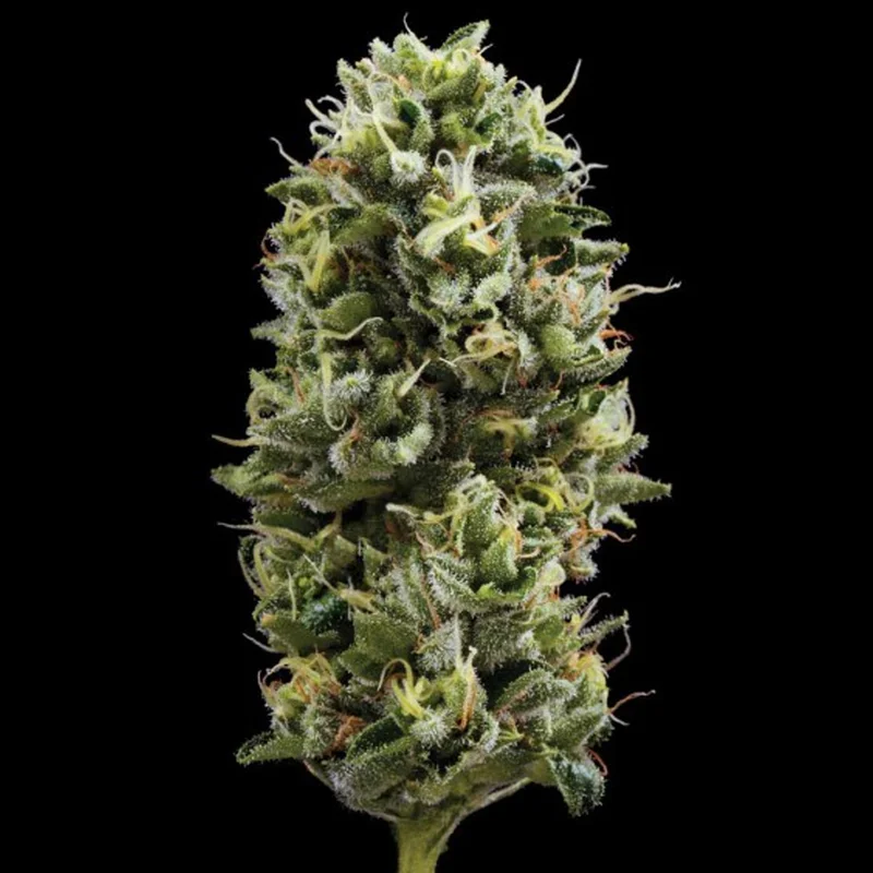 saltonverde2845006