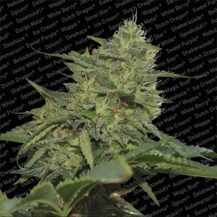 saltonverde2846347