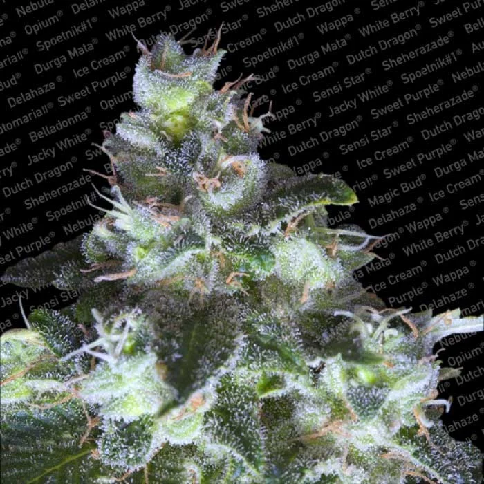 saltonverde2846393