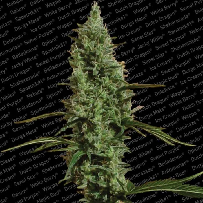 saltonverde2846742