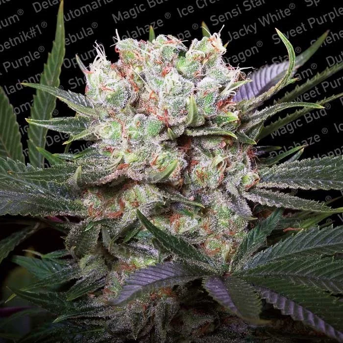saltonverde2846906