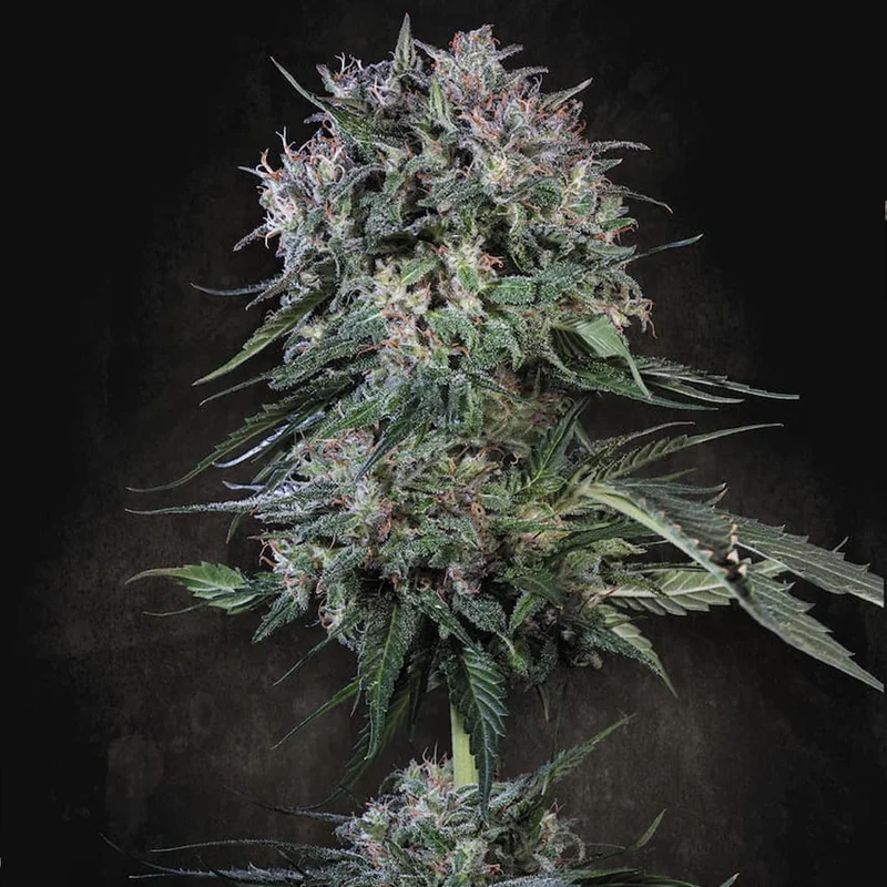 saltonverde2847067