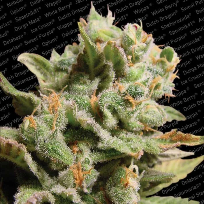 saltonverde2847095