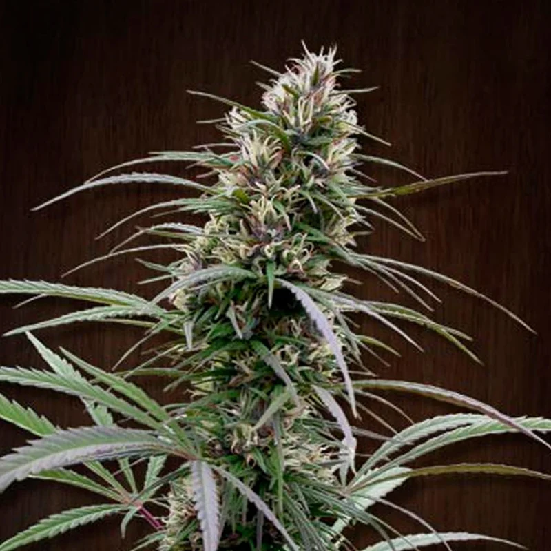 saltonverde2850059