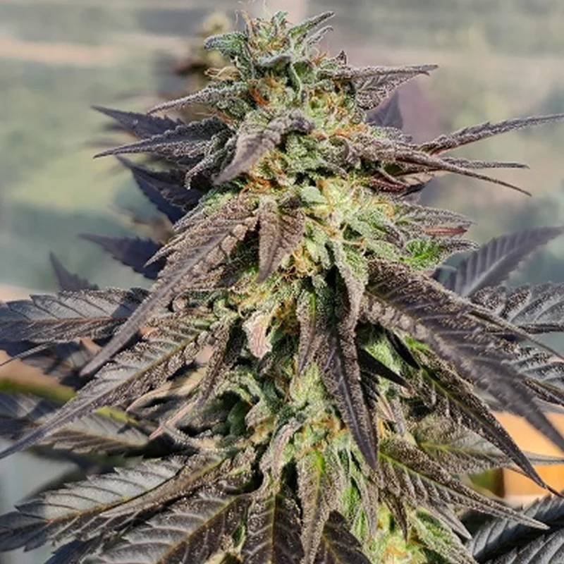 saltonverde2850824