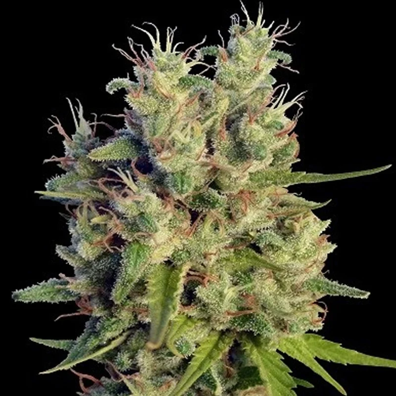 saltonverde2850844