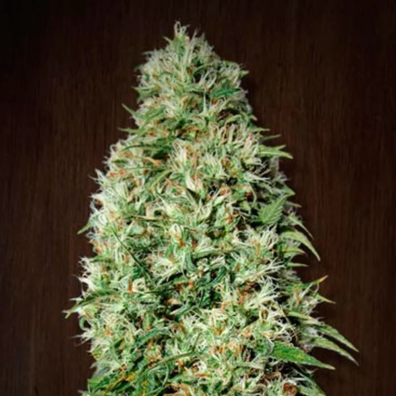 saltonverde2850907