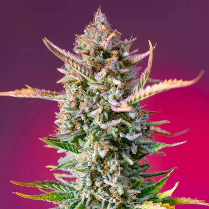 saltonverde2851055