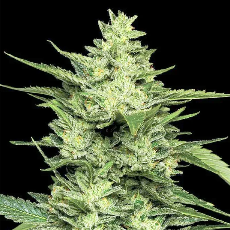 saltonverde2854745