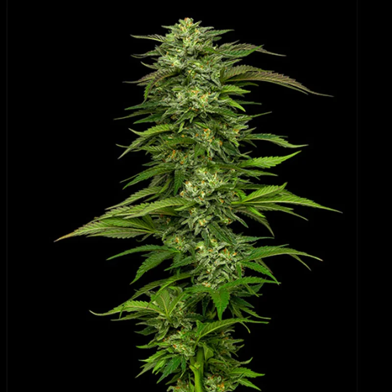 saltonverde2854848