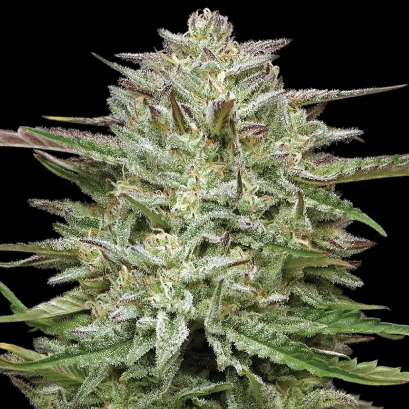 saltonverde2855044