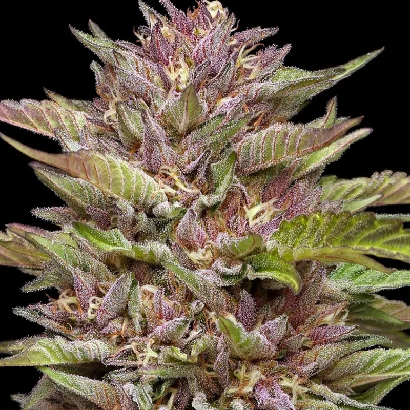 saltonverde2855067