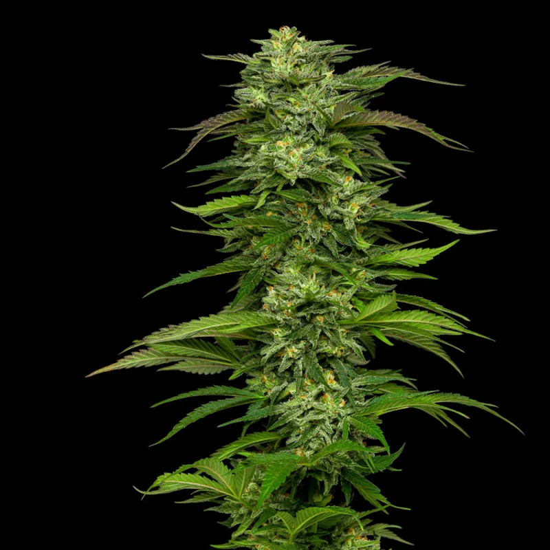 saltonverde2855220