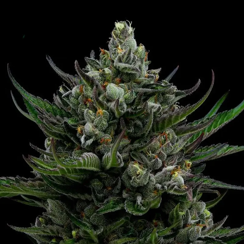 saltonverde2855275