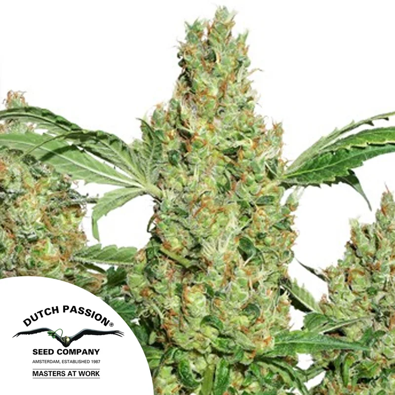 saltonverde2855479