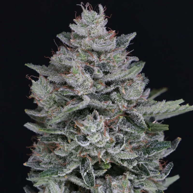 saltonverde2855559