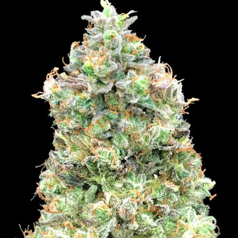 saltonverde2857316