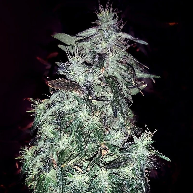 saltonverde2859558