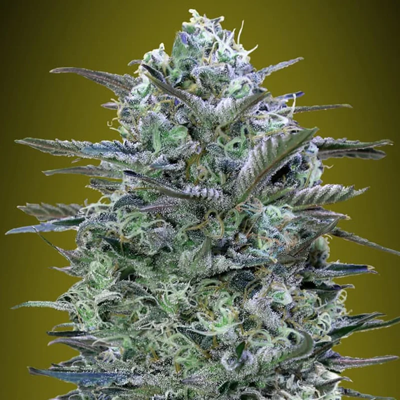 saltonverde2859976